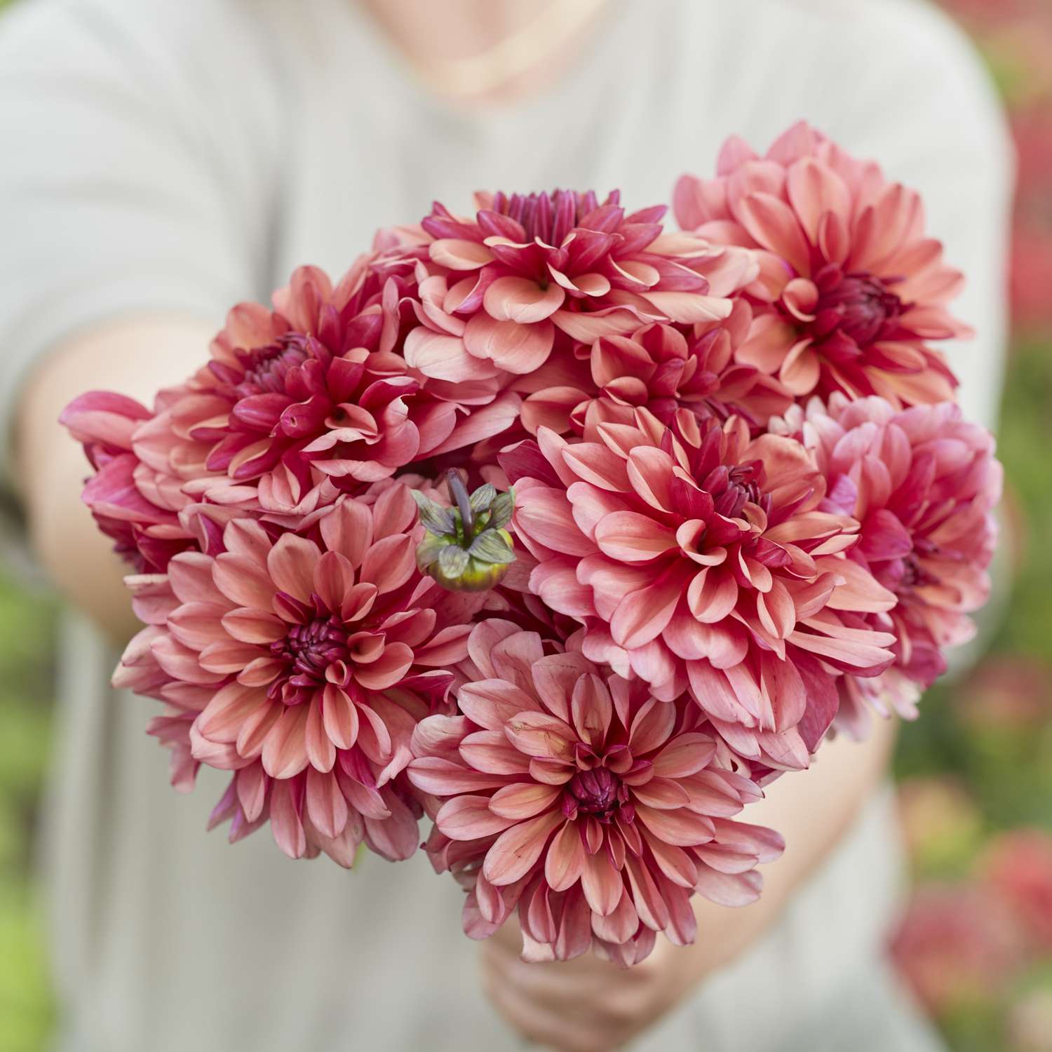 Dahlia 'Negroni Sunset'